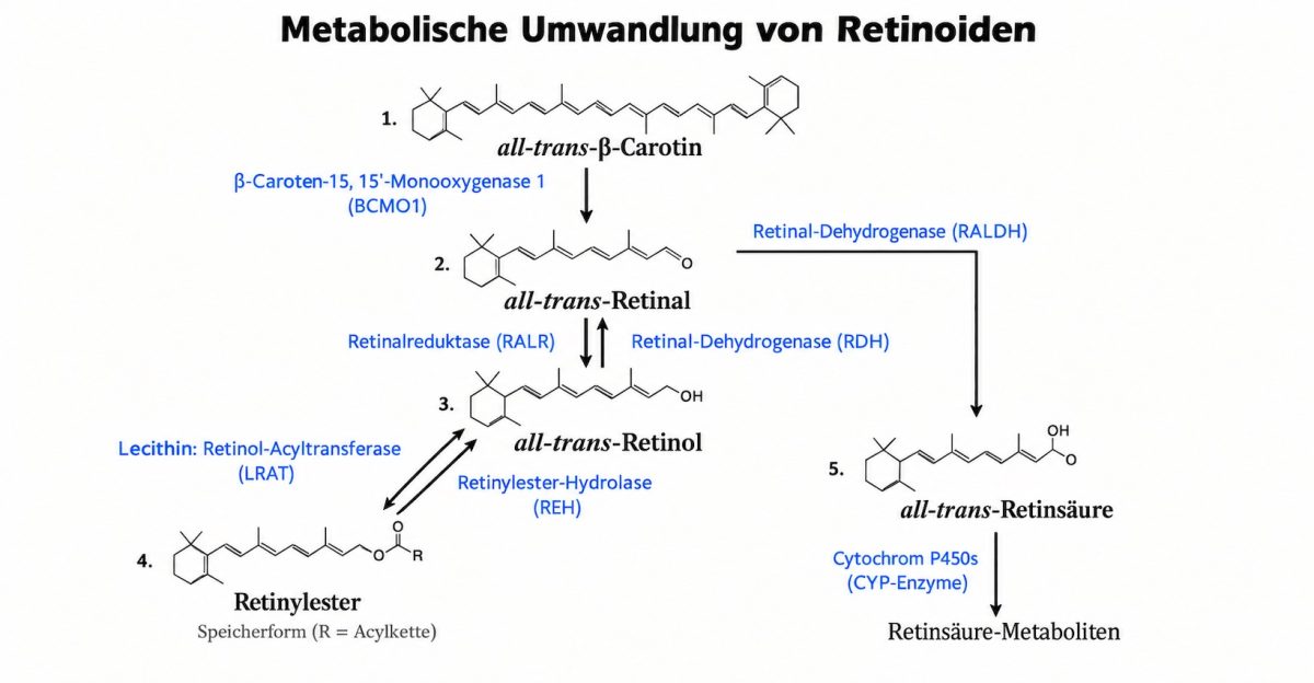 metabolische umwandlung von RETINOIDEN